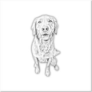 Golden Retriever Pencil Art Posters and Art